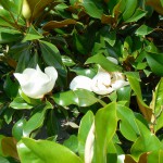magnolia glandiflora