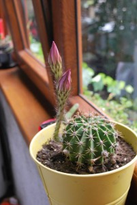 bulb de floare de cactus