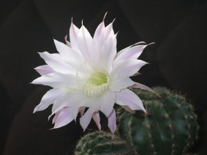 floare-de-cactus 44